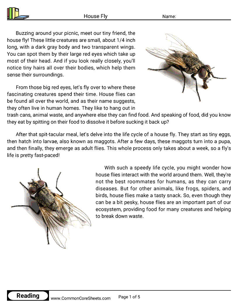  - house-fly worksheet