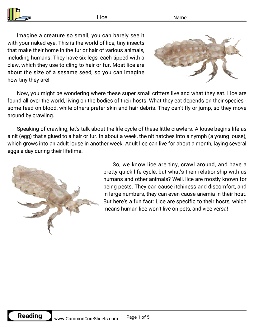  - lice worksheet