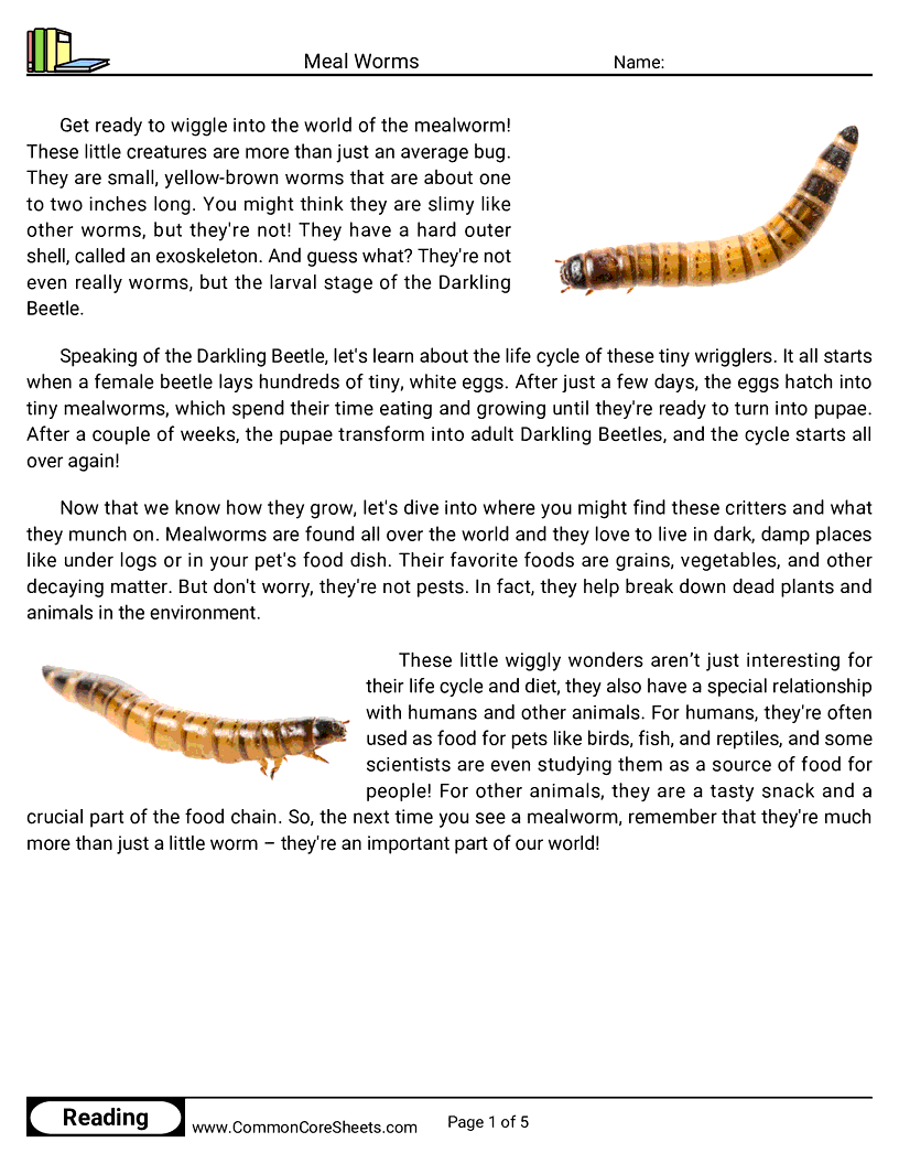  - meal-worms worksheet