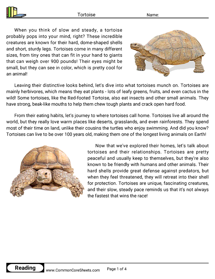Reading Comprehension Insects And Spiders Worksheets - tortoise worksheet