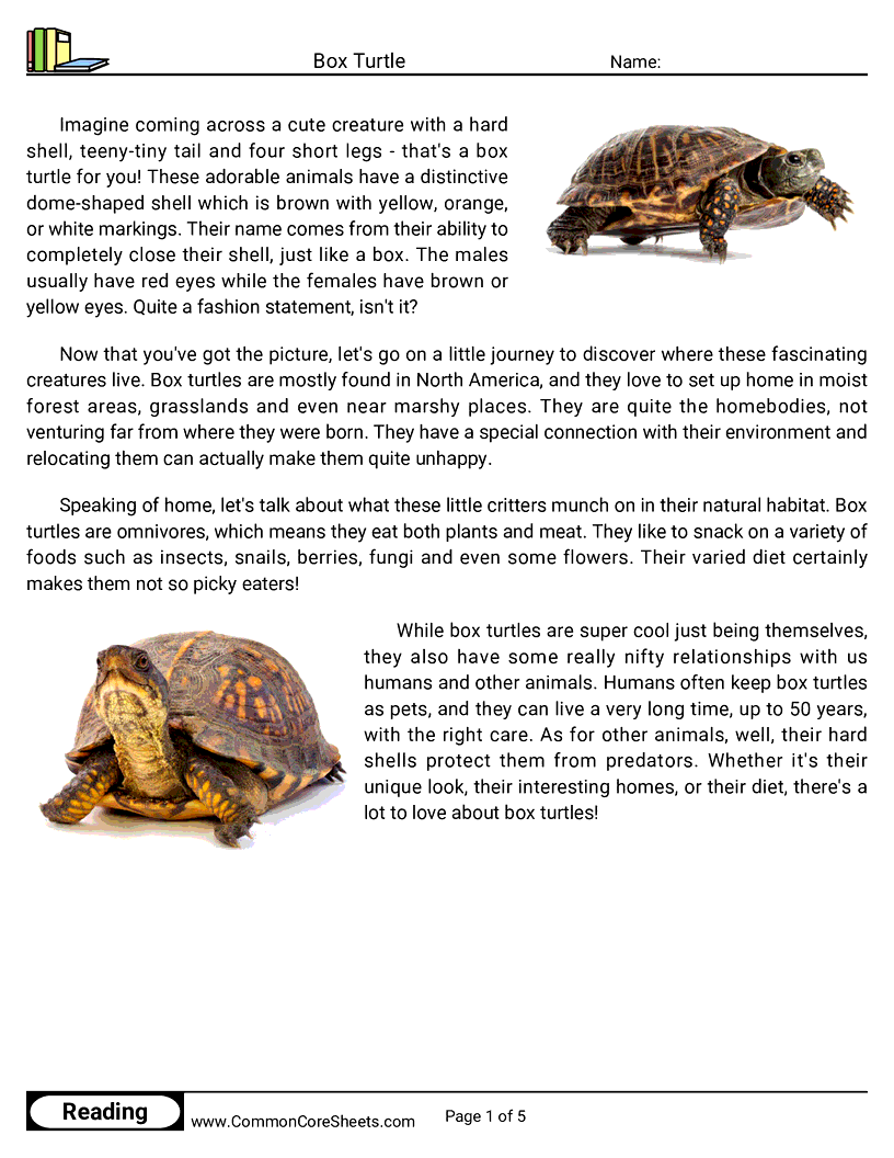 Reading Comprehension Insects And Spiders Worksheets - box-turtle worksheet