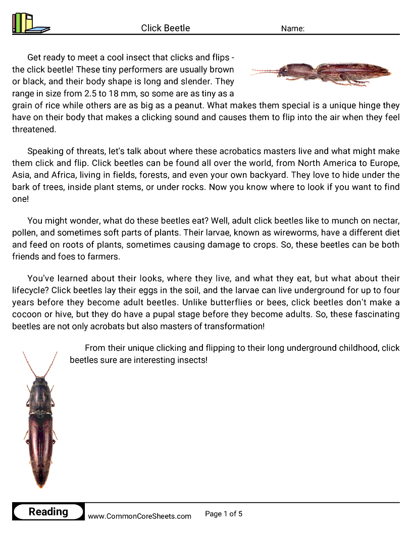  - click-beetle worksheet